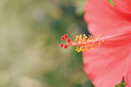 closeup of the stamen of a pink flower